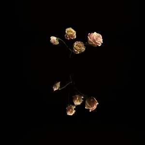 FBP Rose Blush in Black Digital Flower