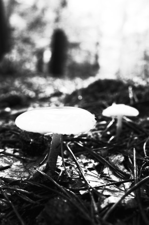 Glowing Mushrooms