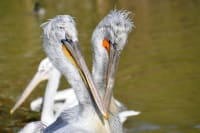almaty-zoo-01
