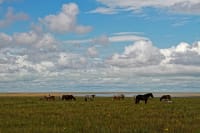 korgalzhyn-nature-reserve-03
