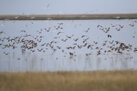 korgalzhyn-nature-reserve-16