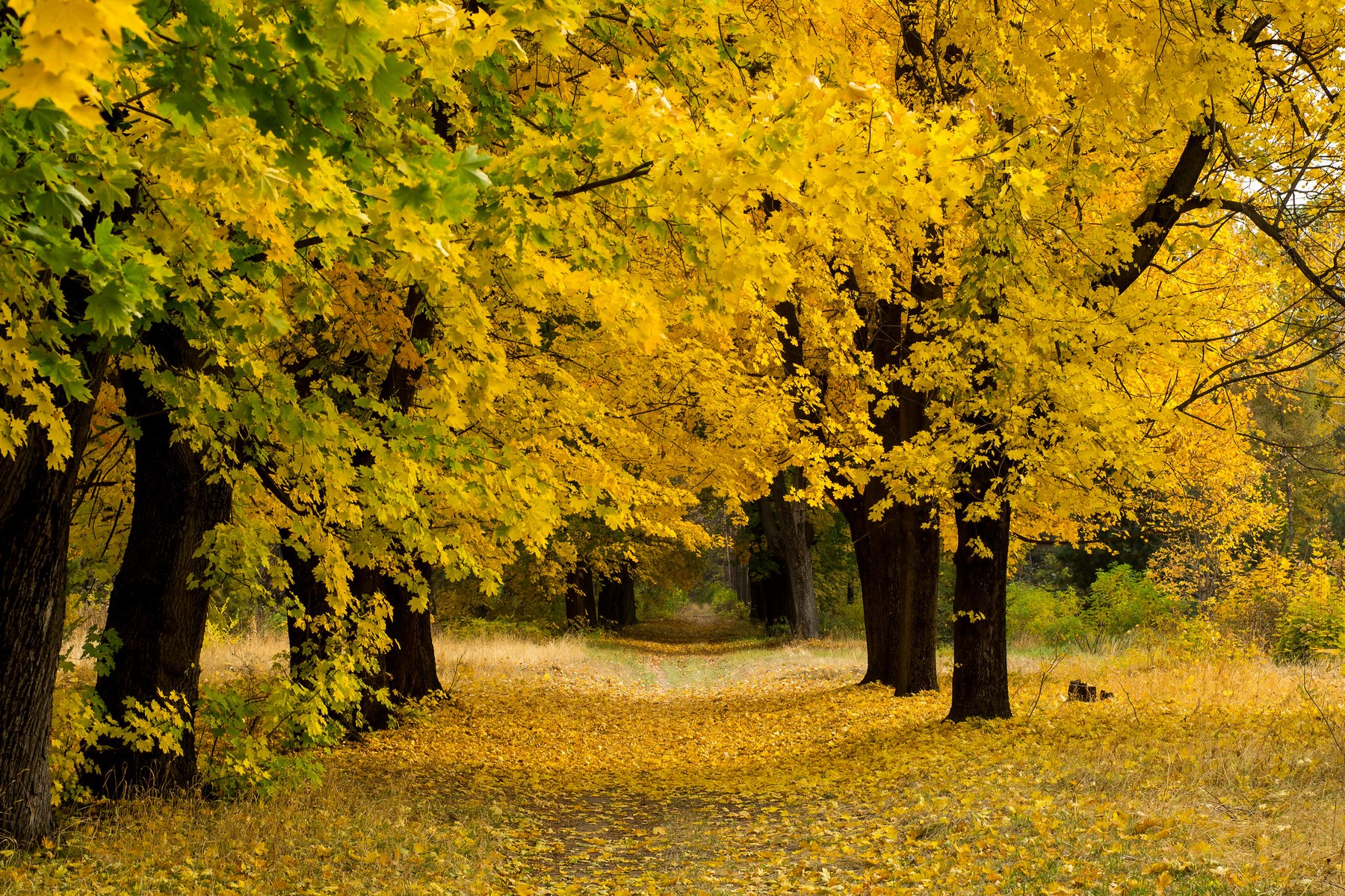 almaty-botanical-garden-02