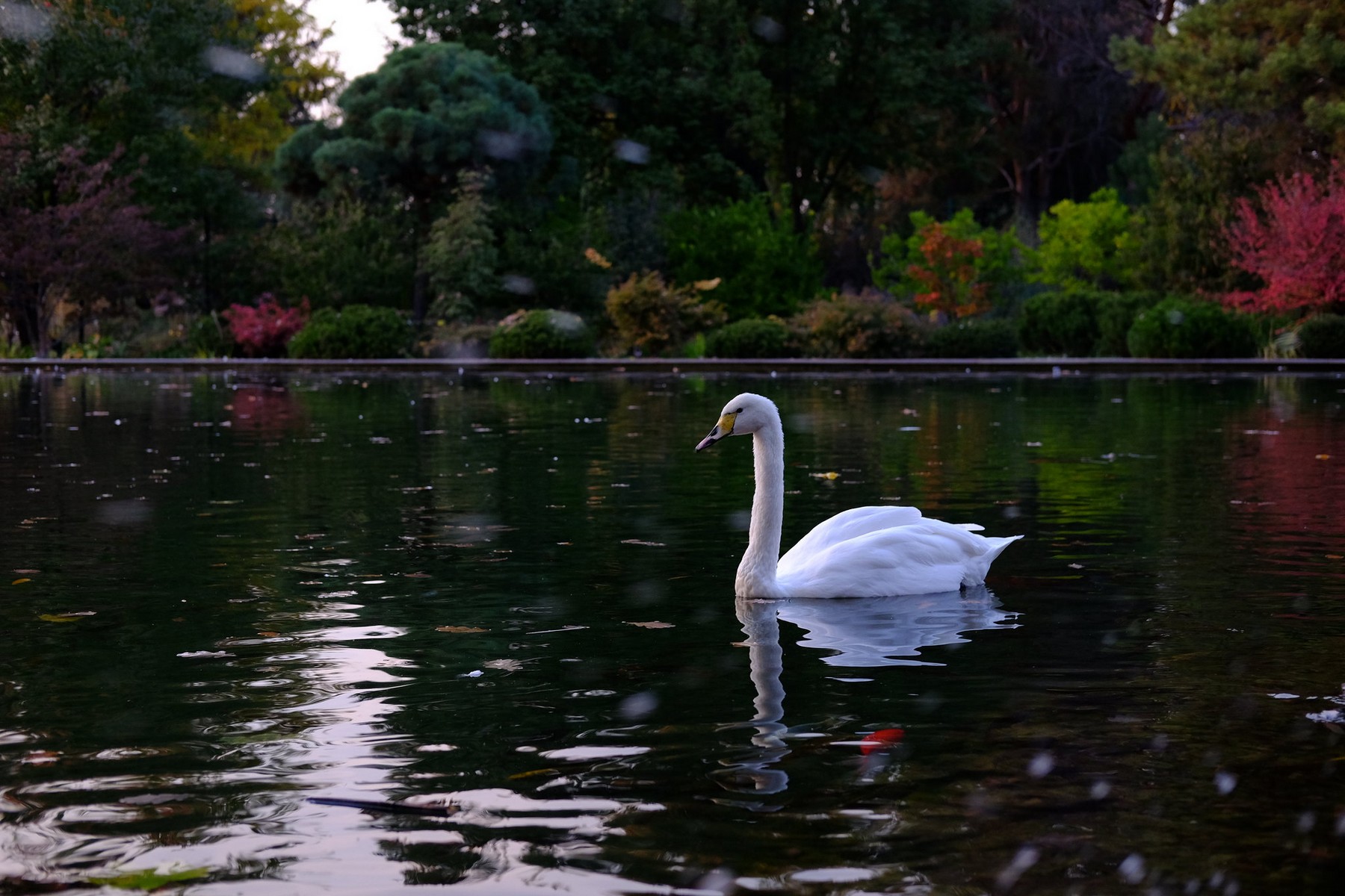 almaty-botanical-garden-05