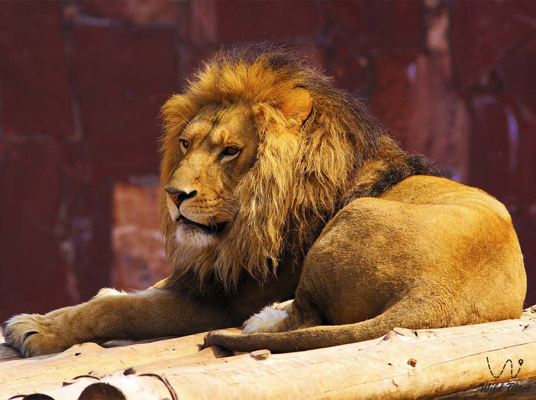 almaty-zoo-02