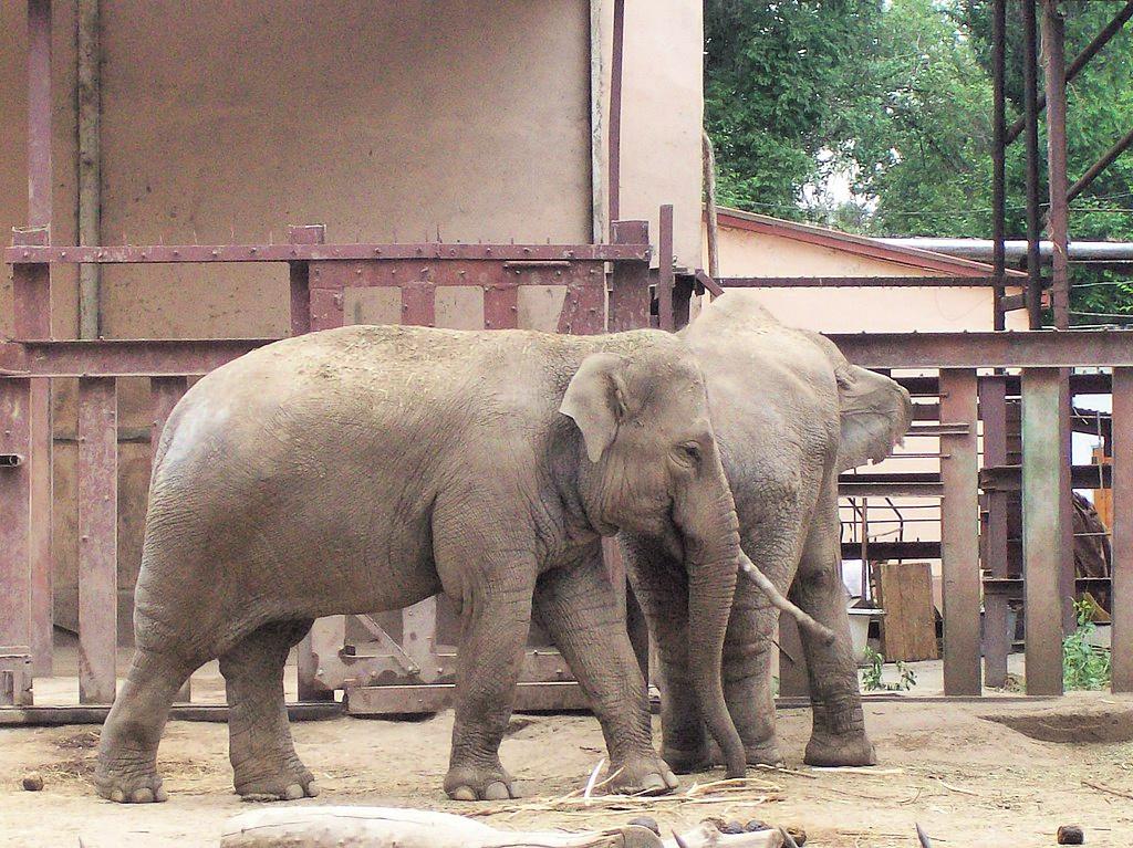 almaty-zoo-04