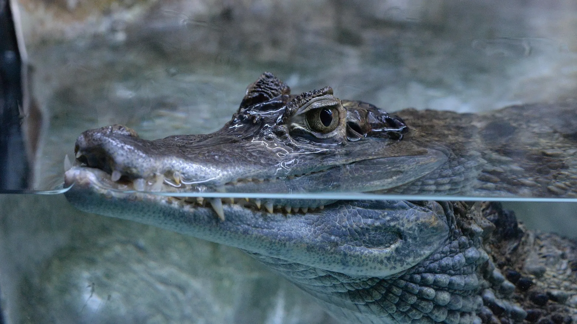 almaty-zoo-05