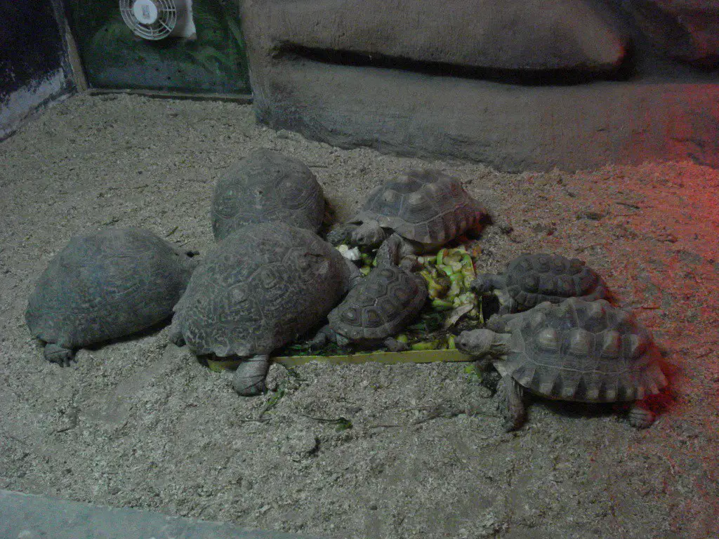 almaty-zoo-07