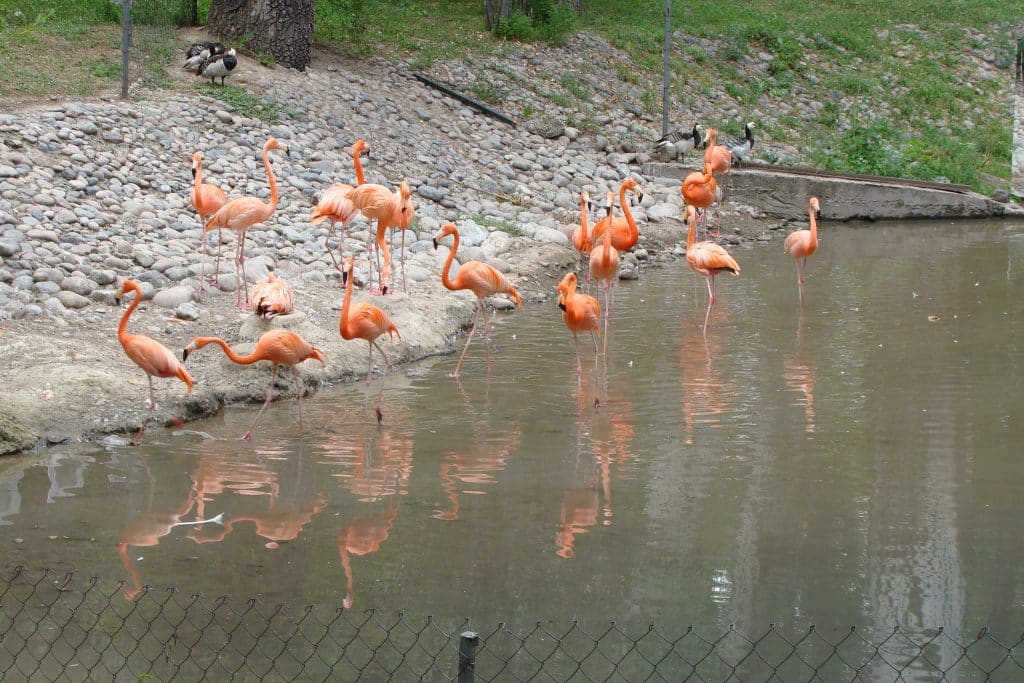 almaty-zoo-09