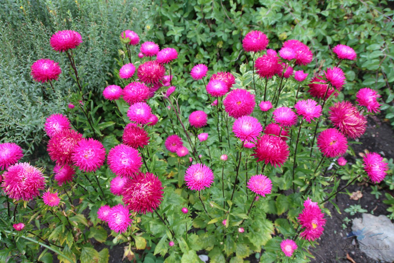 altai-botanical-garden-01