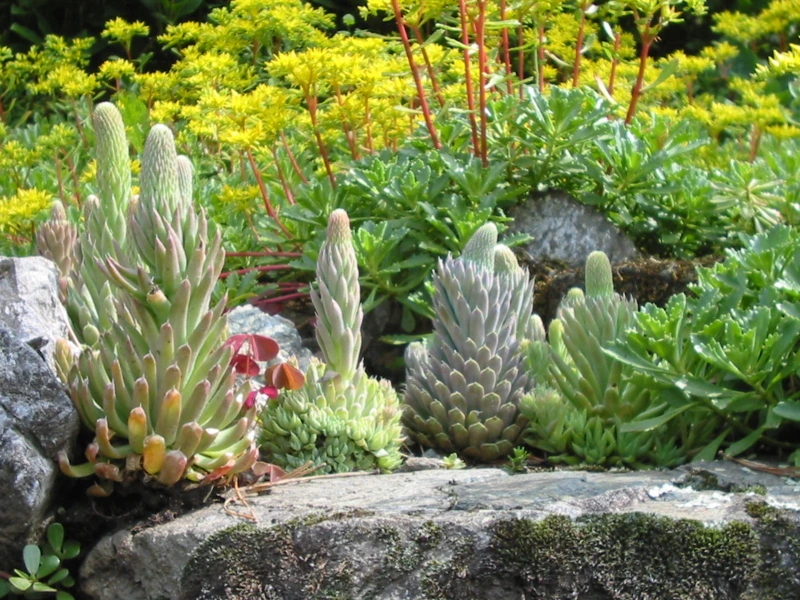 altai-botanical-garden-05