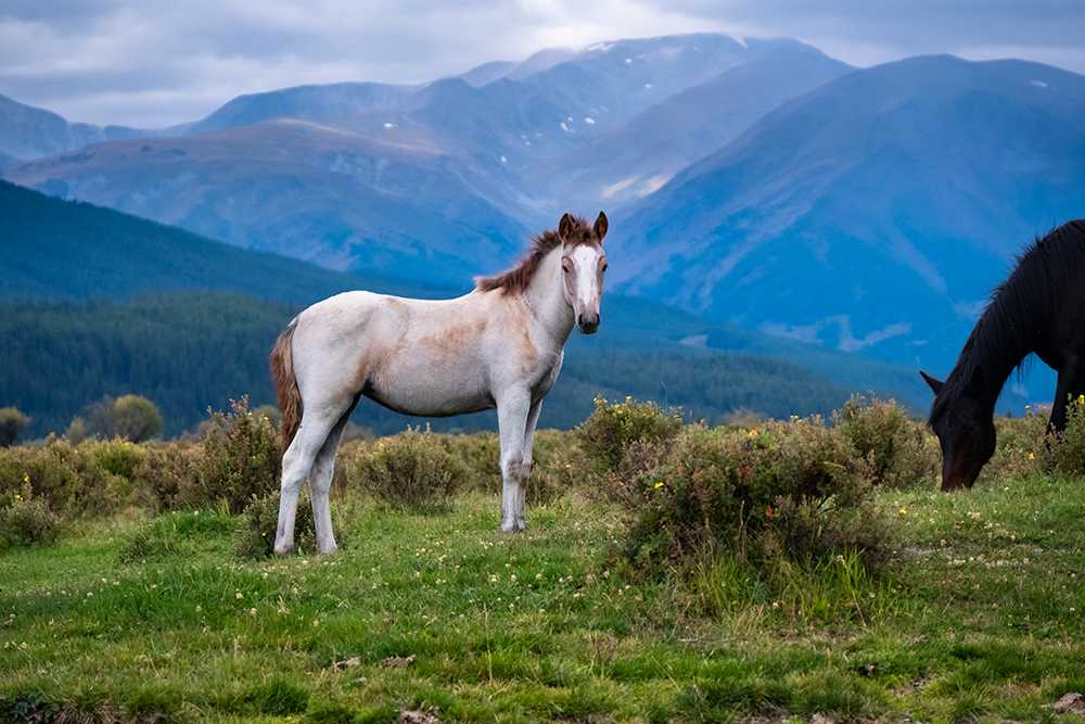 katon-karagay-national-park-06