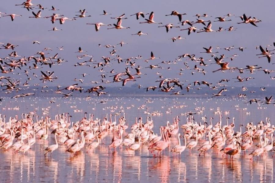 korgalzhyn-nature-reserve-07