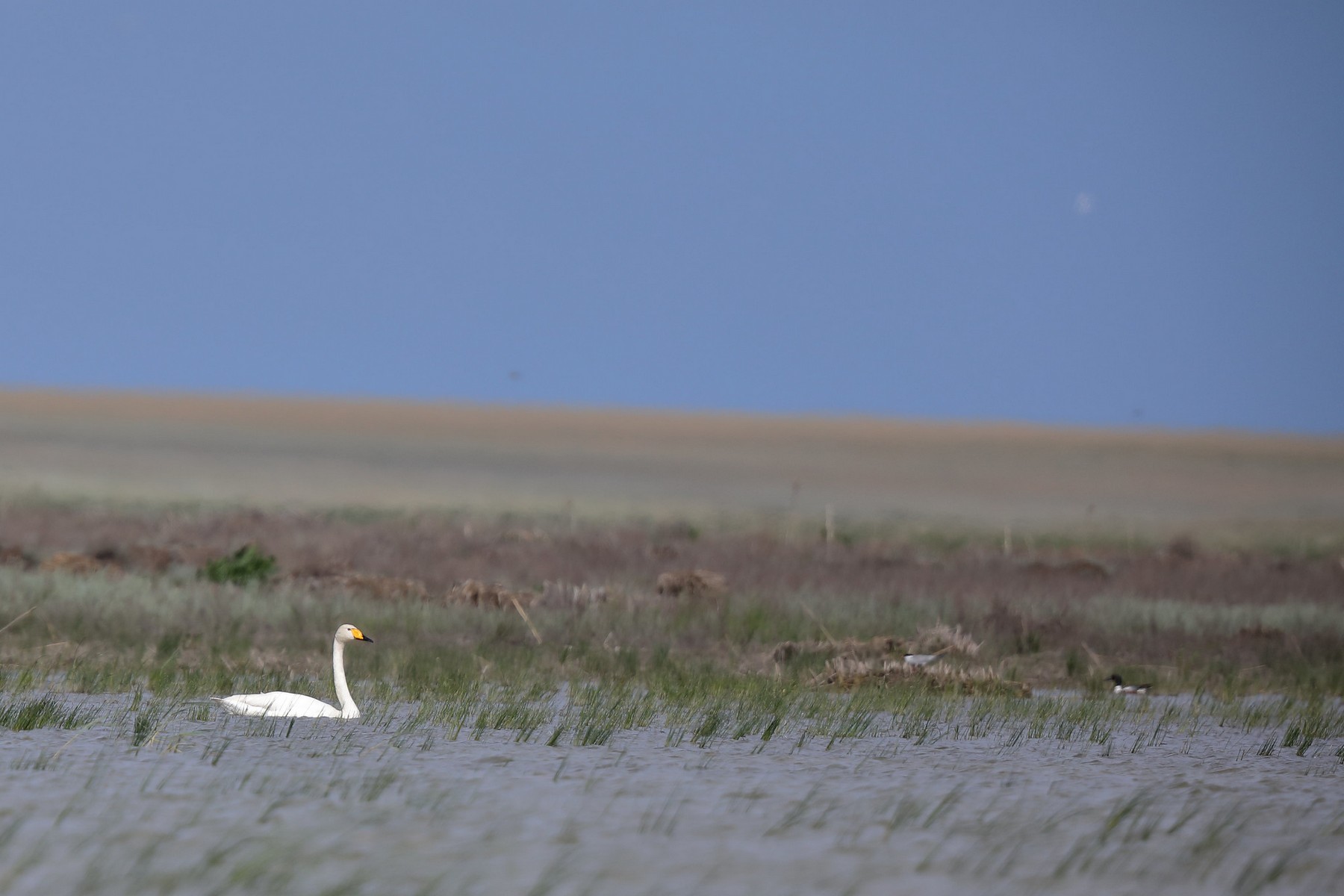 korgalzhyn-nature-reserve-13