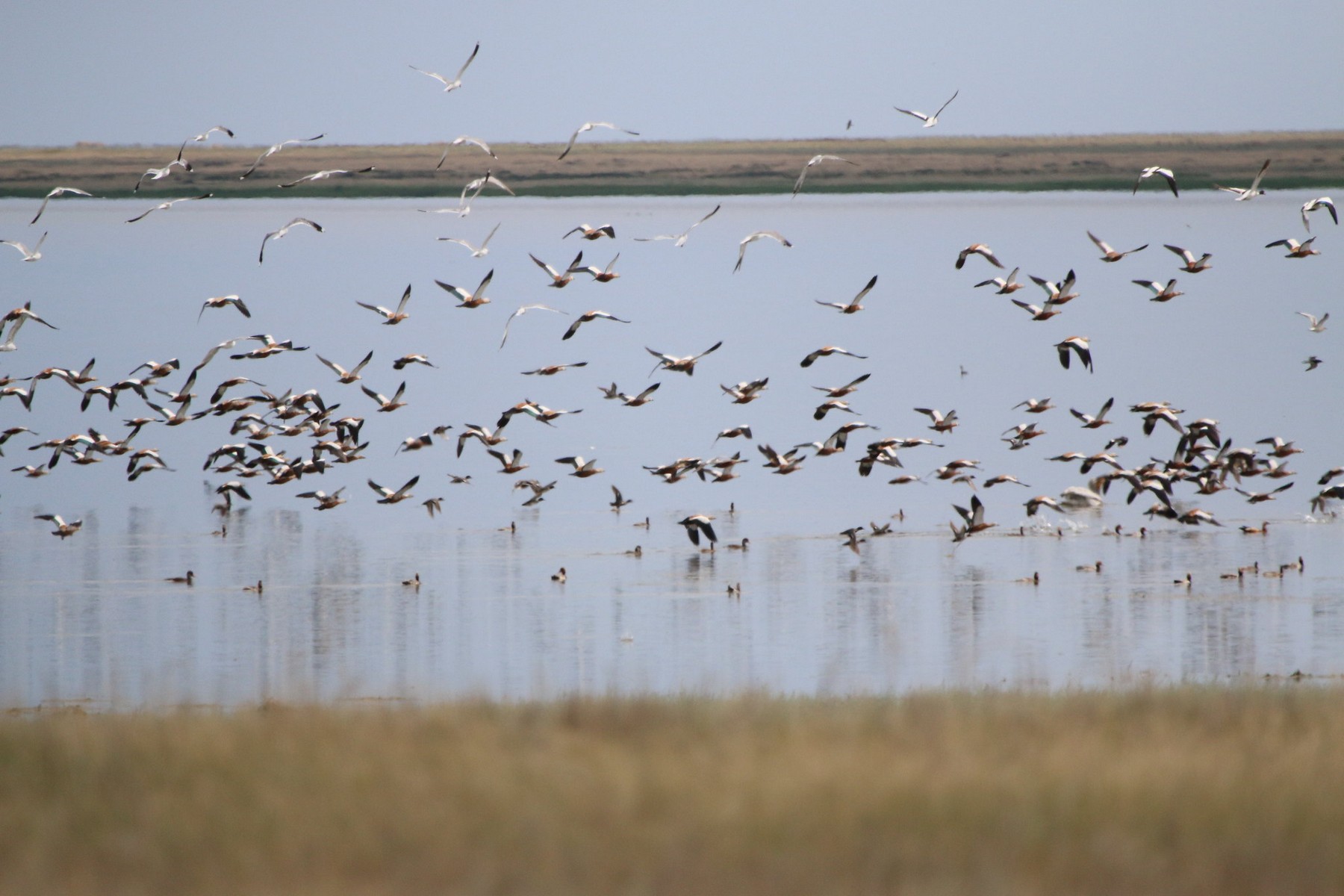 korgalzhyn-nature-reserve-16