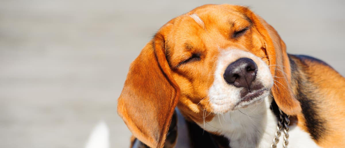 Hundesommer Del 3 Au Jeg Klor Veso Apotek