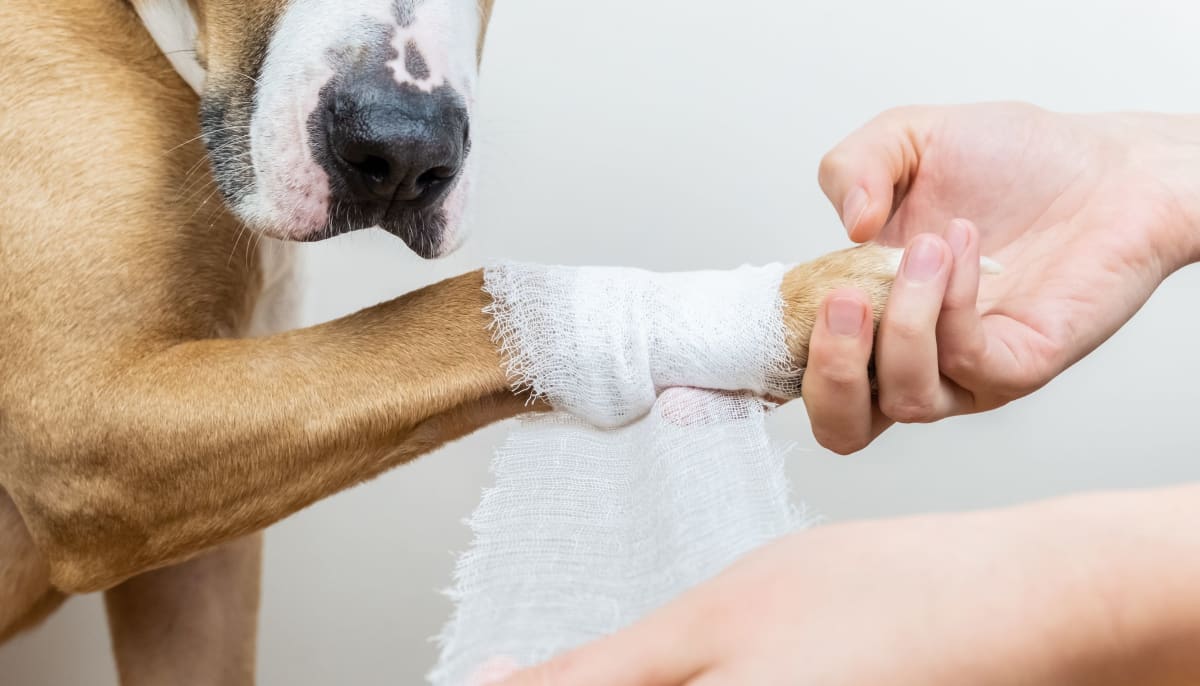 Førstehjelp hos hund - Hva gjør du når uhellet er ute