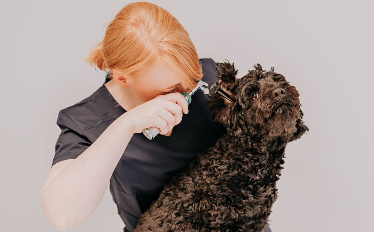 Ørevondter hos hund