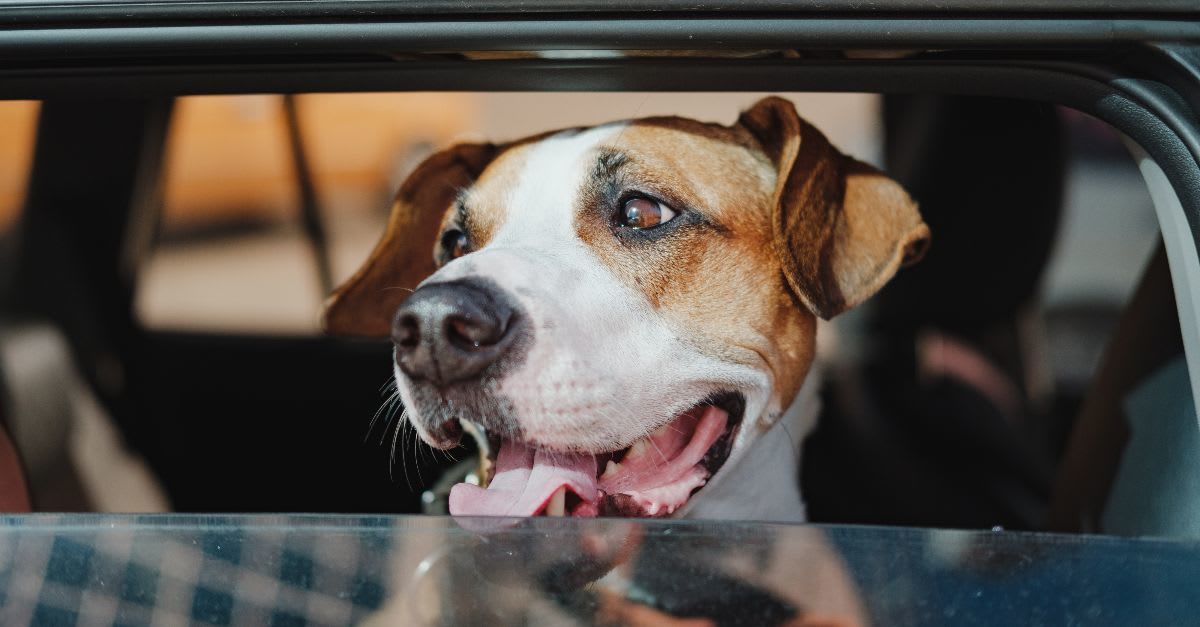 Heteslag kan gi alvorlig skade! Pass på hunden din i sommer