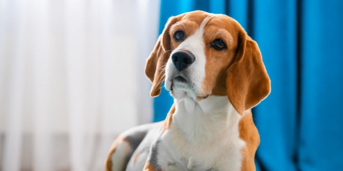 Hvordan rense ører på hunden? Gode råd om ørestell
