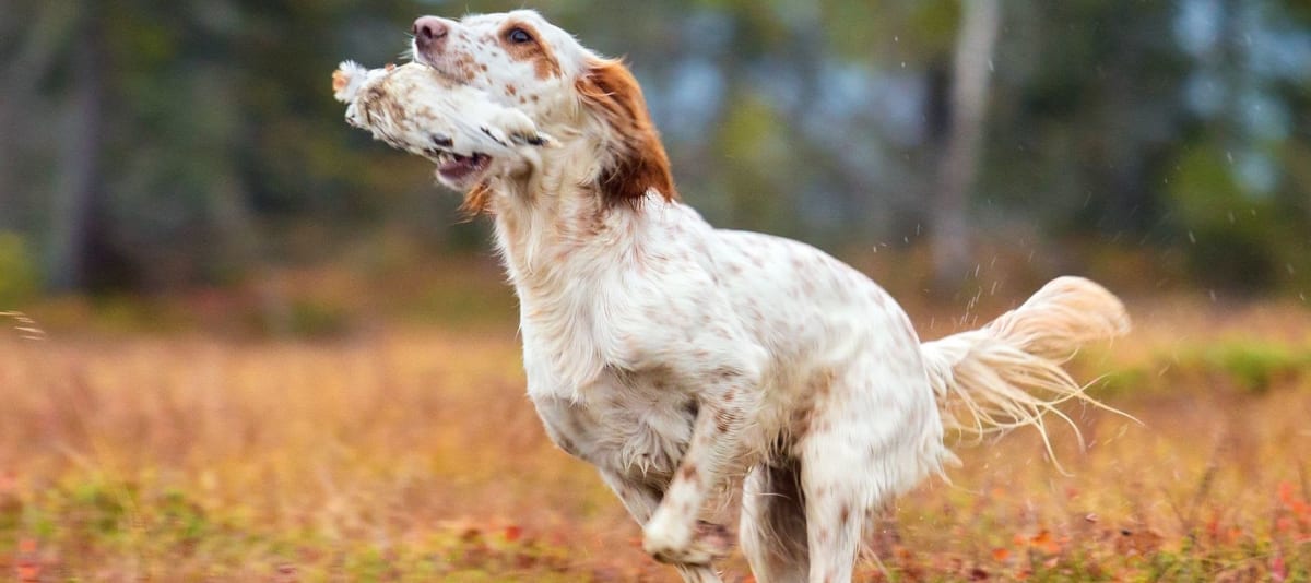 Skal du på jakt med hunden? - Her er våre pakketips