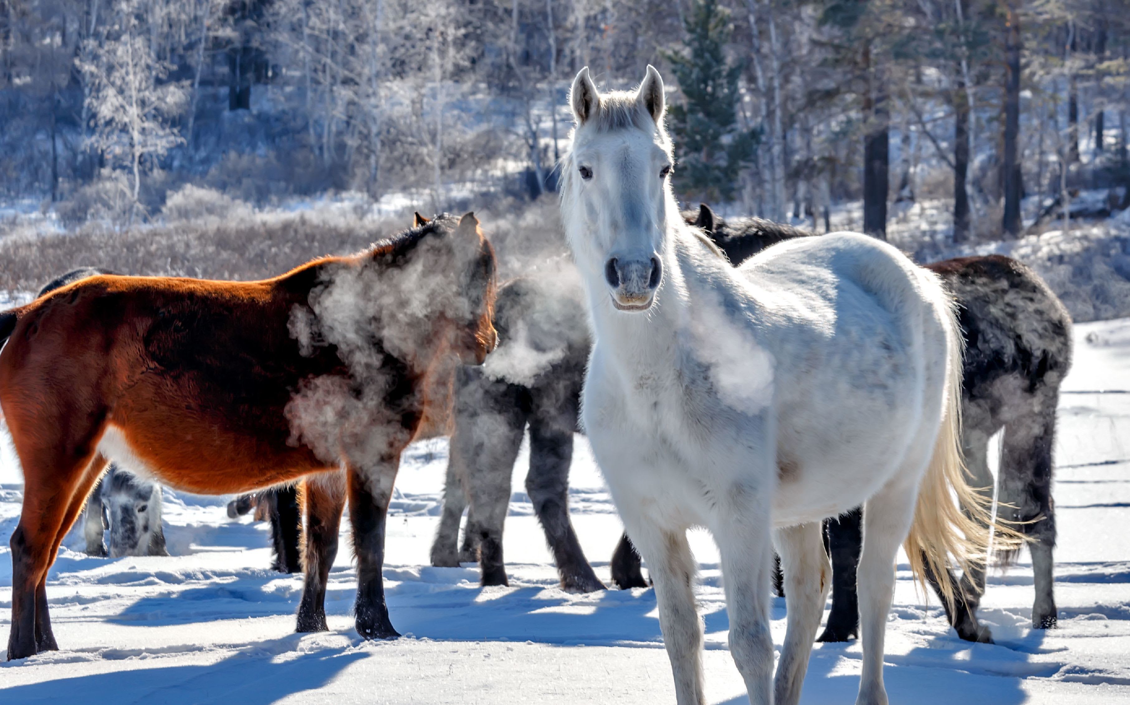Hest og kulde - Her er våre tips!