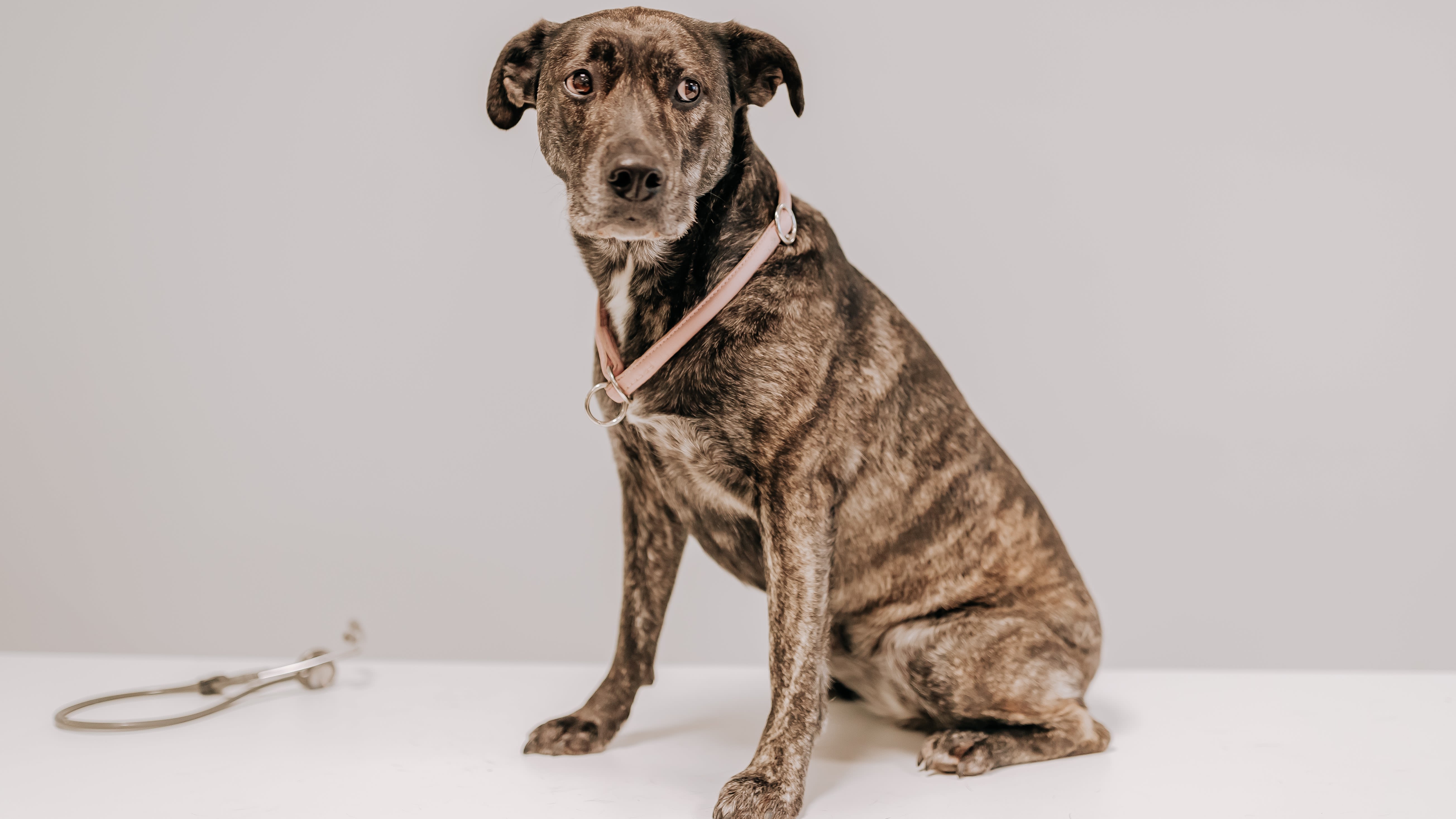 Er hunden og katten din stresset på nyttårsaften?