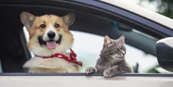 Unngå stresset hund og katt – Hete tips for en vellykket bilferie!