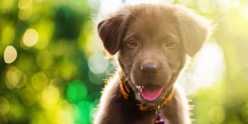 Ny hund i huset – hva bør du ha hjemme?