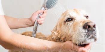 Skal du bade eller vaske hund - Her er våre tips!