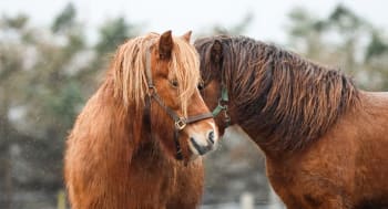 Magesår hos hest – ofte vanskeligere å oppdage enn man skulle tro!