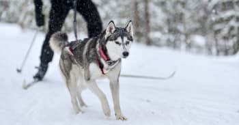 Forfrysninger hos hund - Her er våre råd!