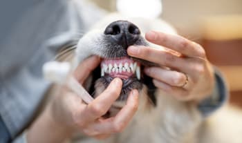 3 tips for sunn munn hos din hund