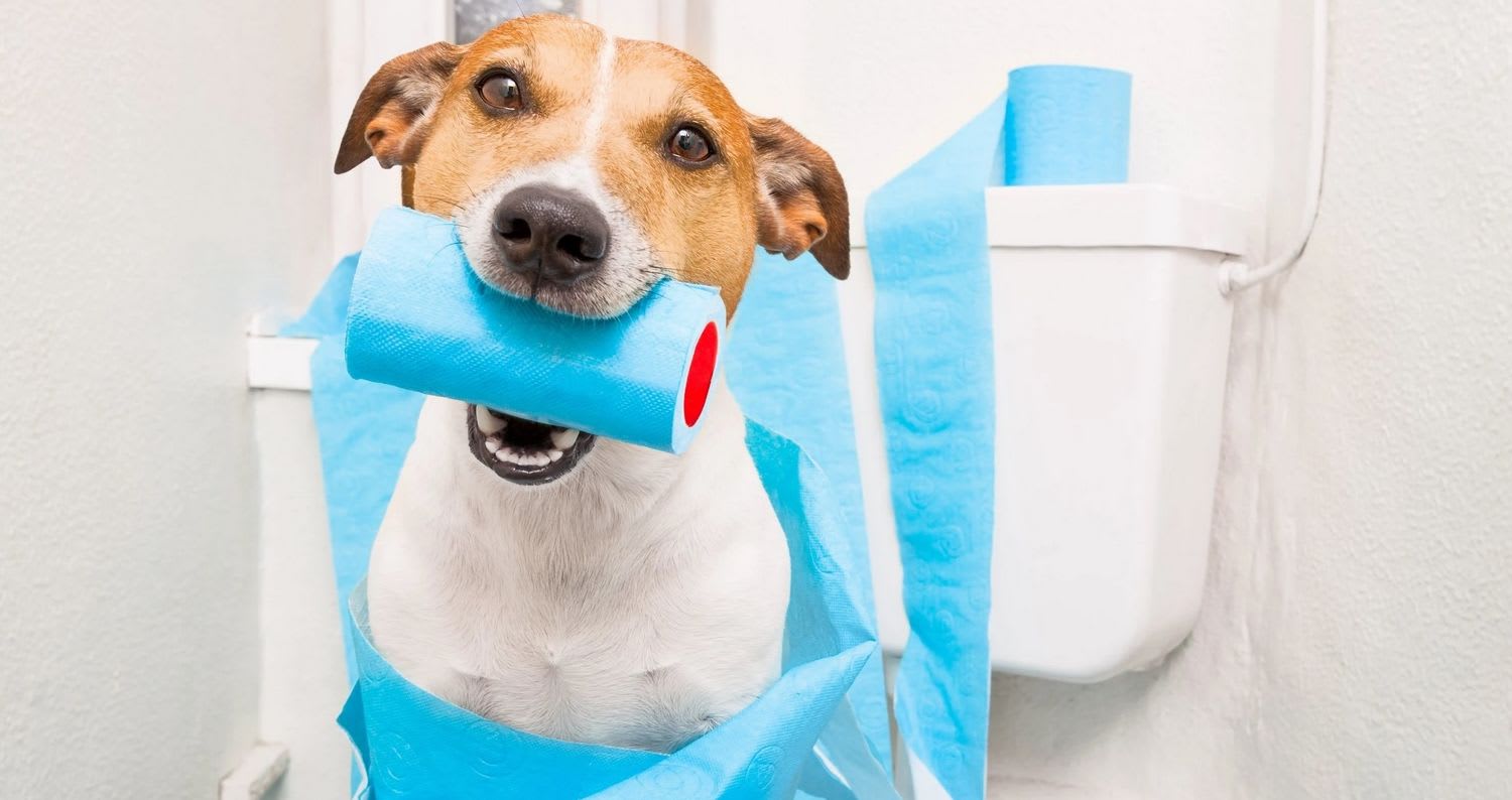 Hund med diaré - veterinærens tips | VESO Apotek