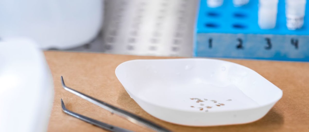 Sea lice research at VESO