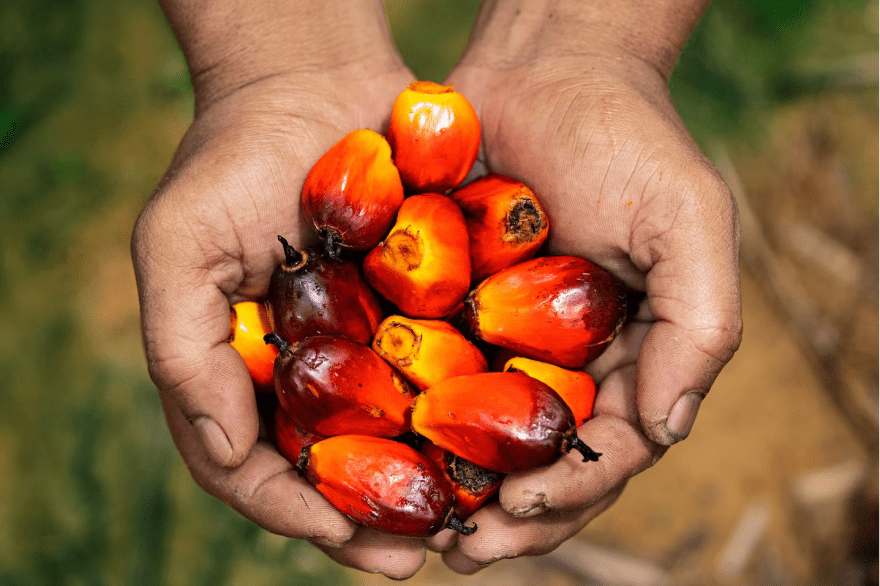 Oil Palm fruit