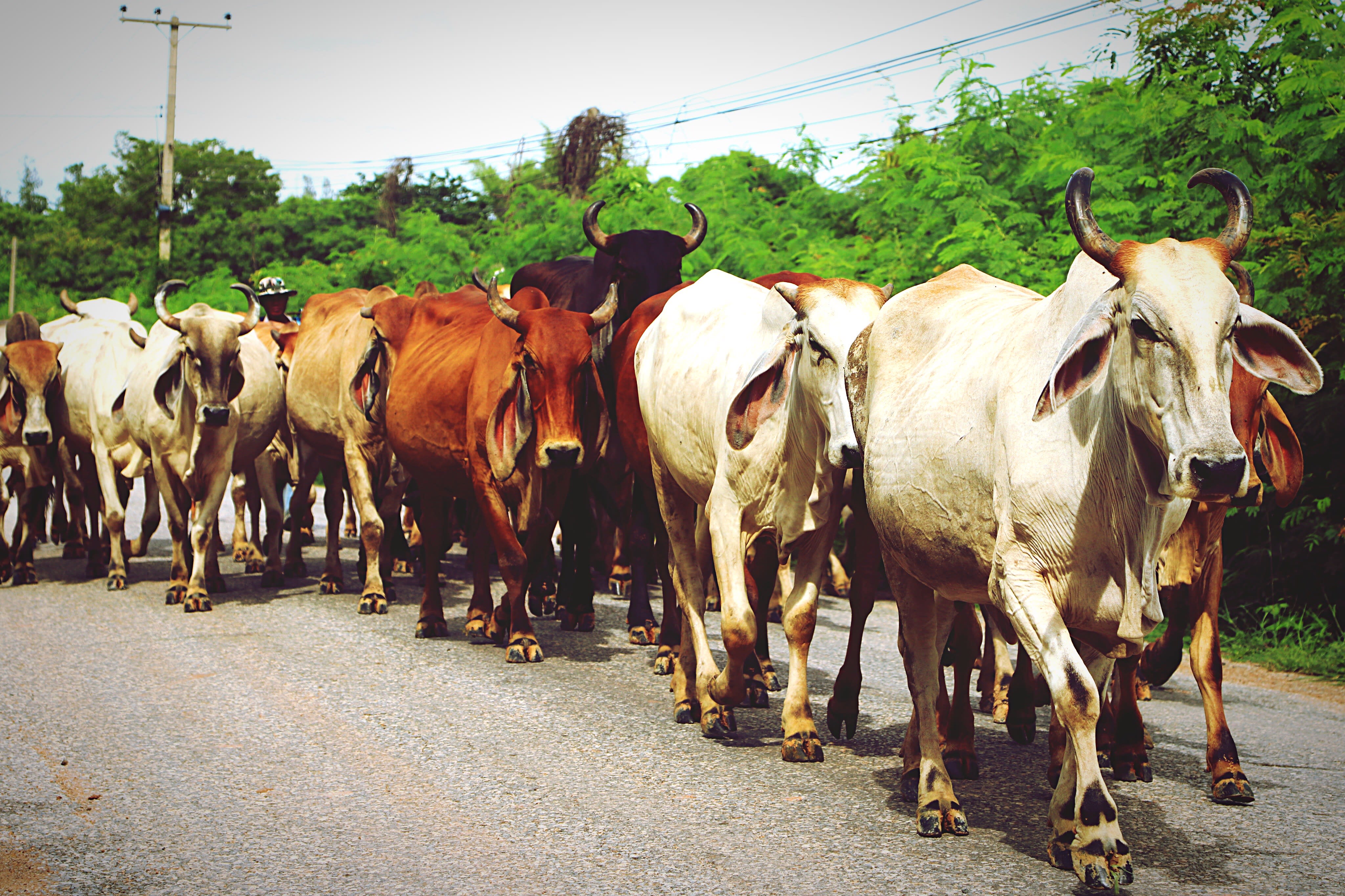 Cattle on a feedlot