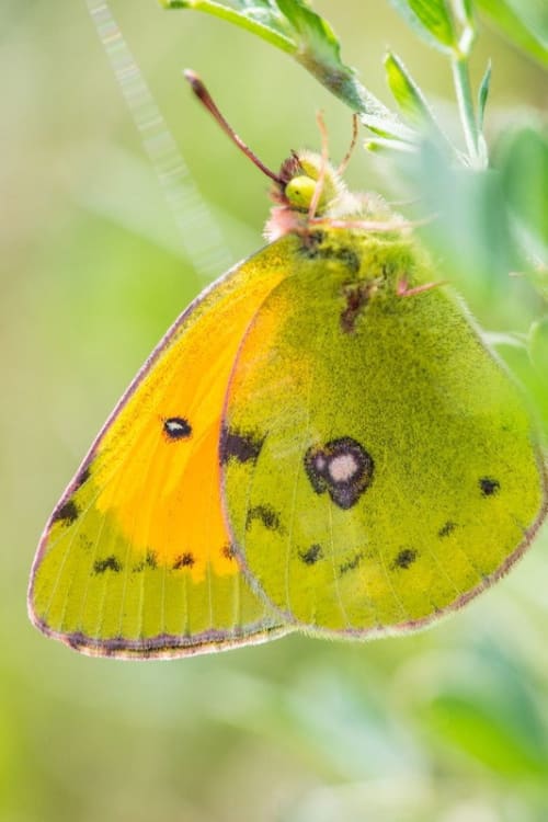 A Butterfly's Tale