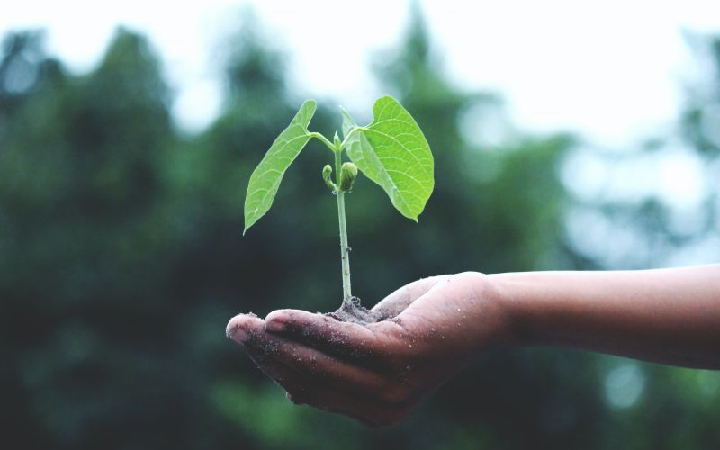 Plantje met wortels in de hand van een volwassenen