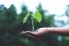 Plantje met wortels in de hand van een volwassenen