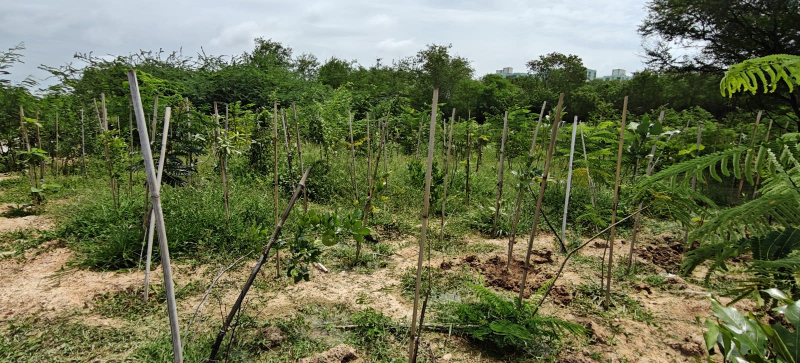 Baseline photo for Plot B