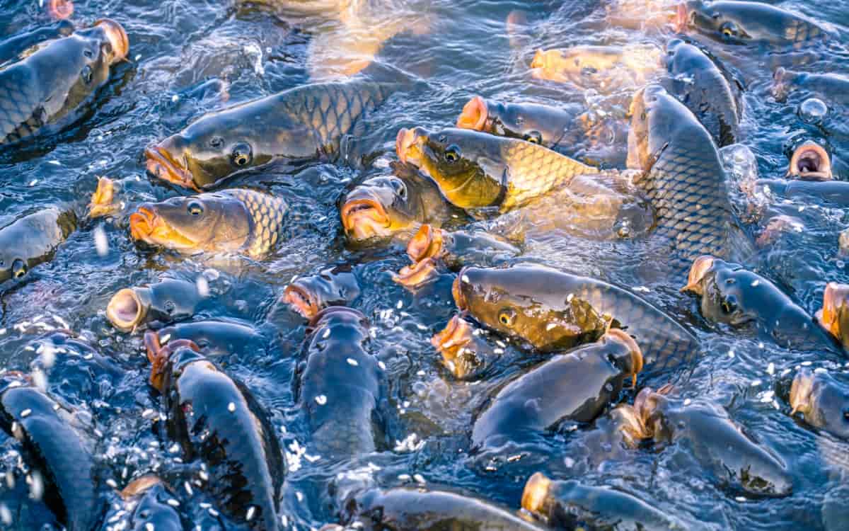 Fish