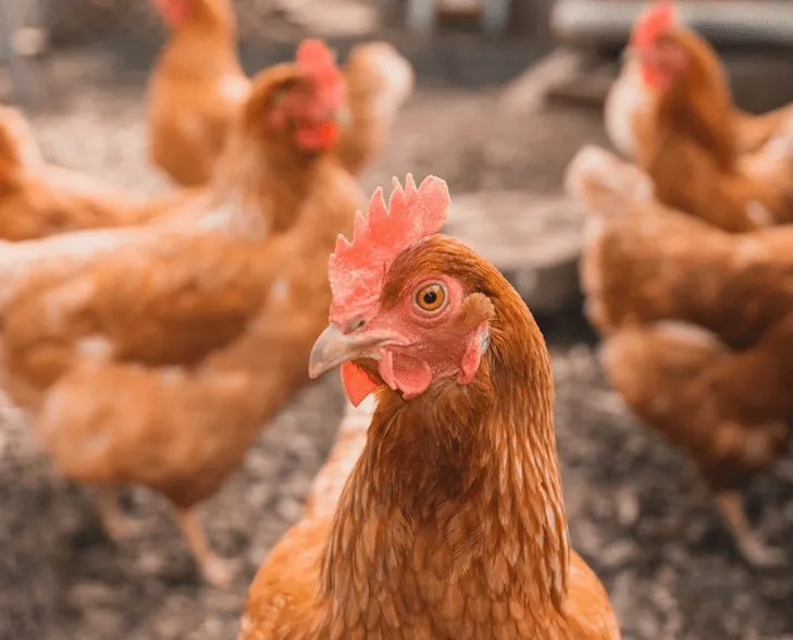 Chicken