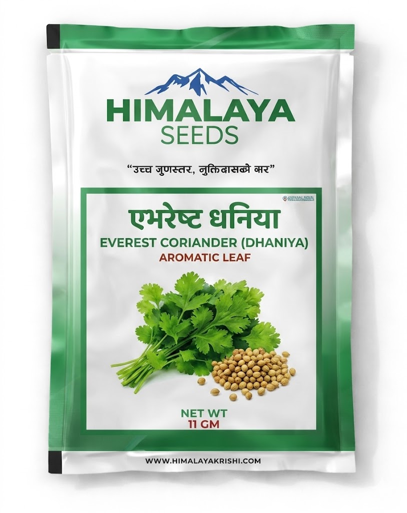 EVEREST CORIANDER (DHANIYA)