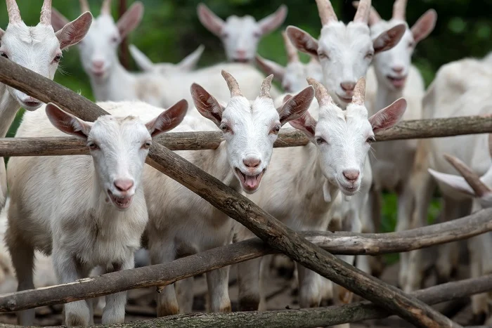 Goat