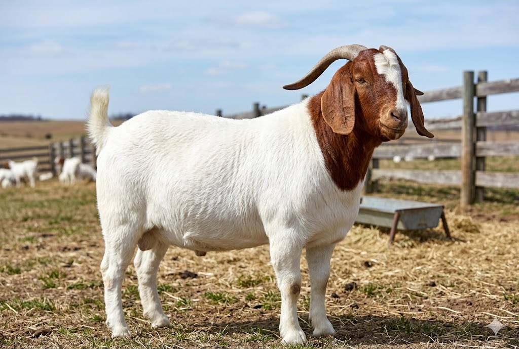 Boer Goat