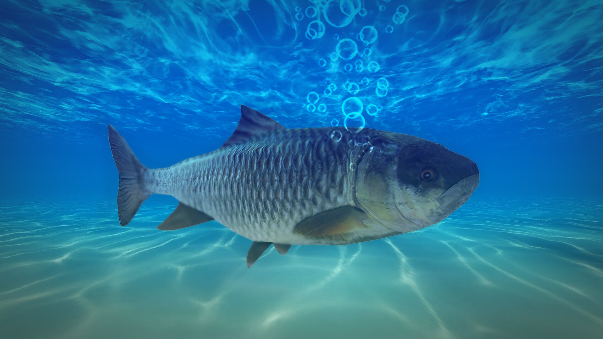 Rohu Fish