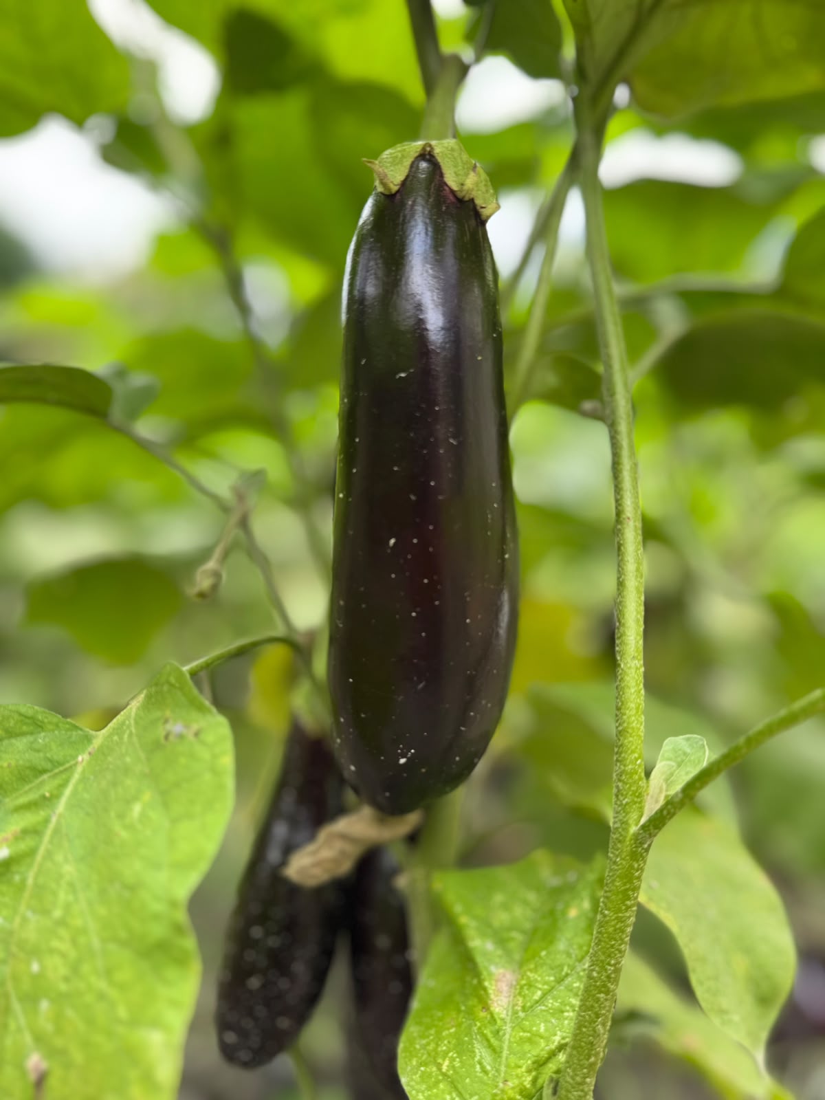 Brinjal
