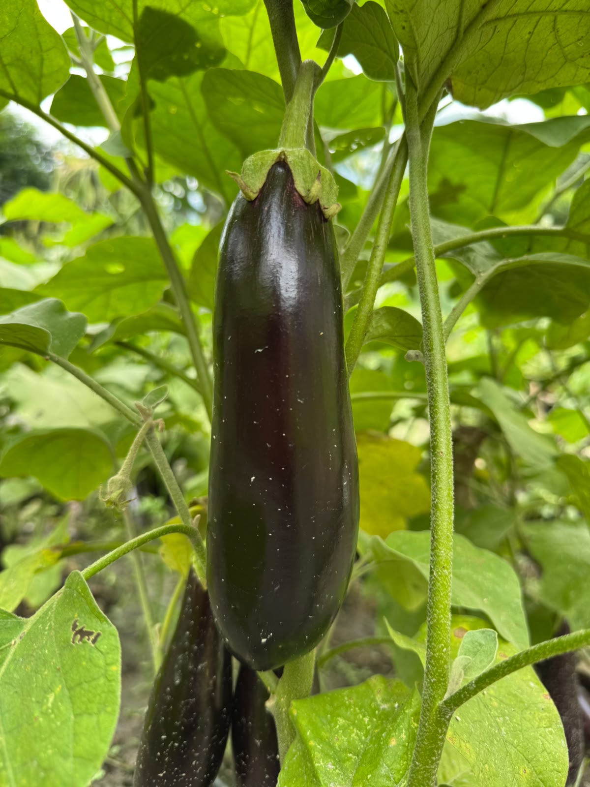 Brinjal 2