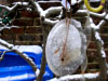 ice-block.jpg The Four Seasons game
