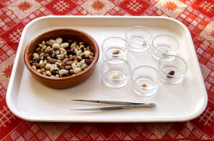 Transferring & sorting seeds using tweezers